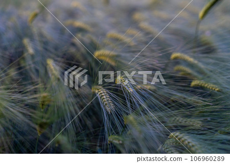 barley with spikes in field, back lit cereal crops plantation in sunset barley with spikes in field, back lit cereal crops plantation in sunset 106960289