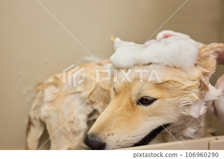 Funny portrait of a welsh corgi pembroke dog showering with shampoo. Dog taking a bubble bath in grooming salon. Funny portrait of a welsh corgi pembroke dog showering with shampoo. Dog taking a bubble bath in grooming salon. 106960290