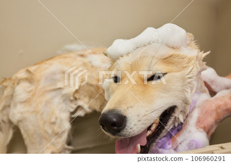 Funny portrait of a welsh corgi pembroke dog showering with shampoo. Dog taking a bubble bath in grooming salon. Funny portrait of a welsh corgi pembroke dog showering with shampoo. Dog taking a bubble bath in grooming salon. 106960291