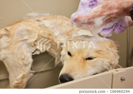 Funny portrait of a welsh corgi pembroke dog showering with shampoo. Dog taking a bubble bath in grooming salon. Funny portrait of a welsh corgi pembroke dog showering with shampoo. Dog taking a bubble bath in grooming salon. 106960294