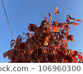 Autumn leaves of dogwood that shine against the blue sky 106960300