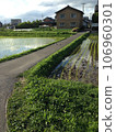 The sky reflected in the rice fields, grass 106960301