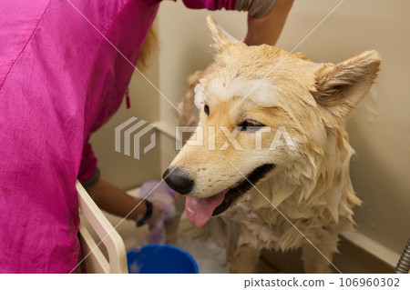 Funny portrait of a welsh corgi pembroke dog showering with shampoo. Dog taking a bubble bath in grooming salon. Funny portrait of a welsh corgi pembroke dog showering with shampoo. Dog taking a bubble bath in grooming salon. 106960302