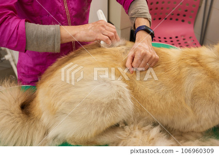 Hand showing animal hair shed due to seasonal hair shedding or health problems. 106960309