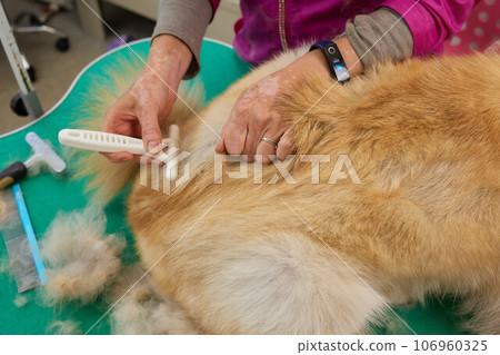 Hand showing animal hair shed due to seasonal hair shedding or health problems. 106960325