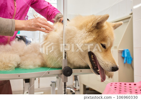 Hand showing animal hair shed due to seasonal hair shedding or health problems. 106960330