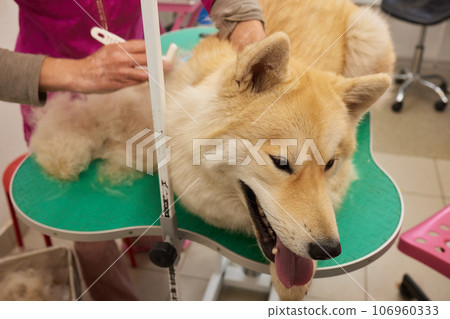 Hand showing animal hair shed due to seasonal hair shedding or health problems. Hand showing animal hair shed due to seasonal hair shedding or health problems. 106960333