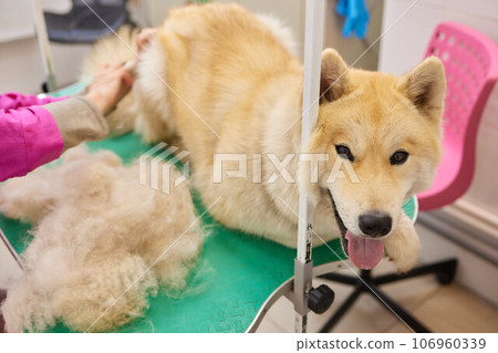 Hand showing animal hair shed due to seasonal hair shedding or health problems. 106960339