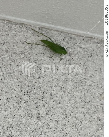 馬貓頭鷹 106960355