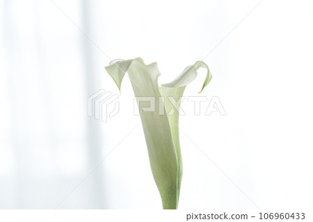 White color flower White color flower 106960433