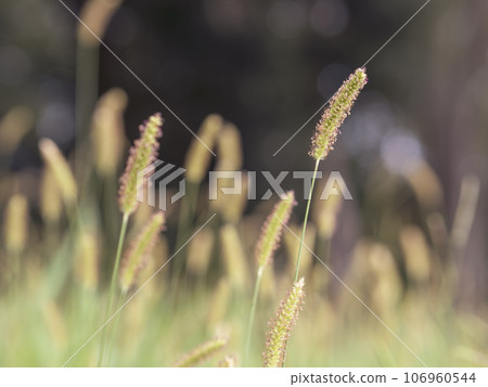 狗尾草在秋風中搖曳 106960544