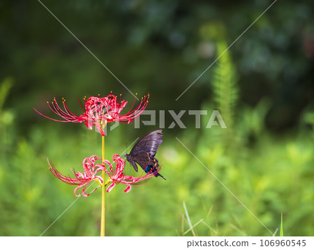 紅色曼杜什花和黑色燕尾蝴蝶 106960545