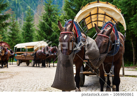Horse harness with cart in mountain forest. Traditional transport for tourists in Morskie Oko, Poland. Harnessed horses eat food from bags 106960861