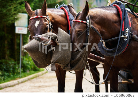Horse harness with cart in mountain forest. Traditional transport for tourists in Morskie Oko, Poland. Harnessed horses eat food from bags Horse harness with cart in mountain forest. Traditional transport for tourists in Morskie Oko, Poland. Harnessed horses eat food from bags 106960862