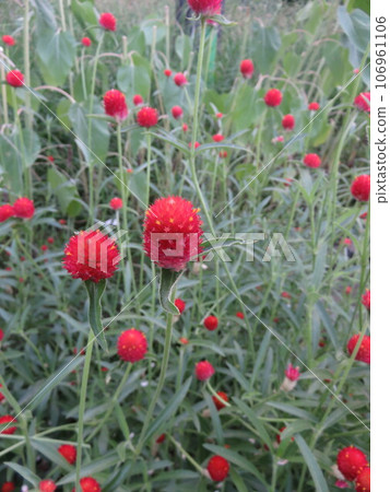 Red Sennichikou (thousand red) 106961106