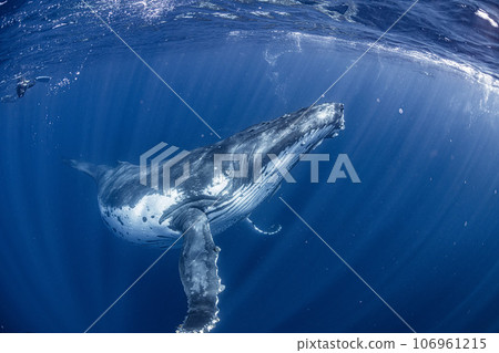 Humpback whale 106961215