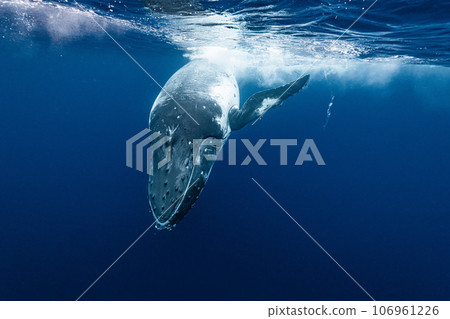 Humpback whale 106961226