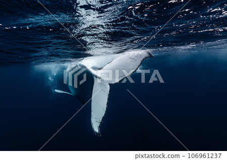 Humpback whale 106961237
