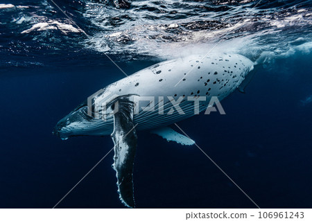 Humpback whale 106961243