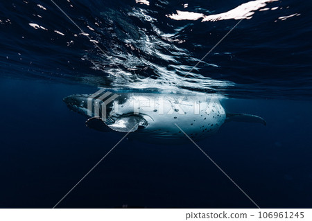 座頭鯨 106961245