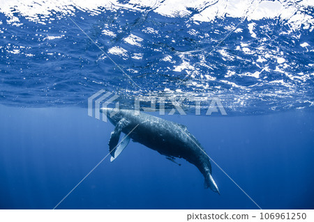 座頭鯨 106961250