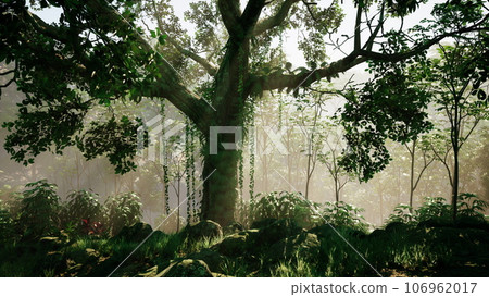 inside a rainforest covered in bright green moss inside a rainforest covered in bright green moss 106962017