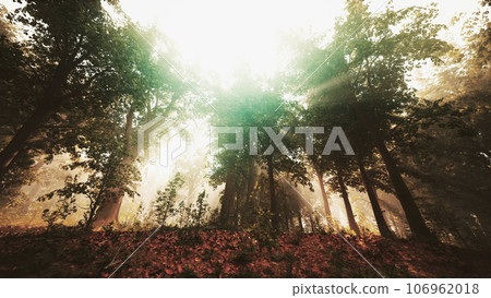 sun's rays break through the branches of trees glowing in the morning fog sun's rays break through the branches of trees glowing in the morning fog 106962018