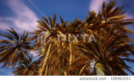Palm trees and blue sky at tropical coast Palm trees and blue sky at tropical coast 106962031