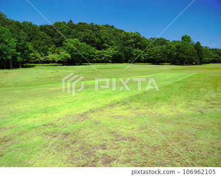 Weeded grassland and forest landscape at Mizumoto Park in early summer 106962105