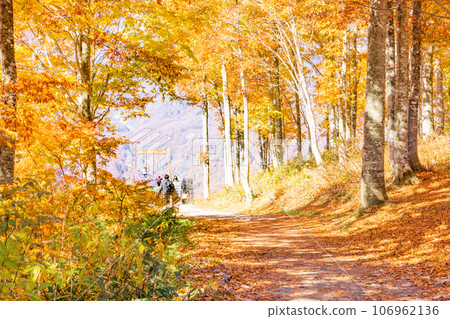 Hakuba Iwatake, orange autumn leaves heralding the arrival of autumn Hakuba Iwatake, orange autumn leaves heralding the arrival of autumn 106962136