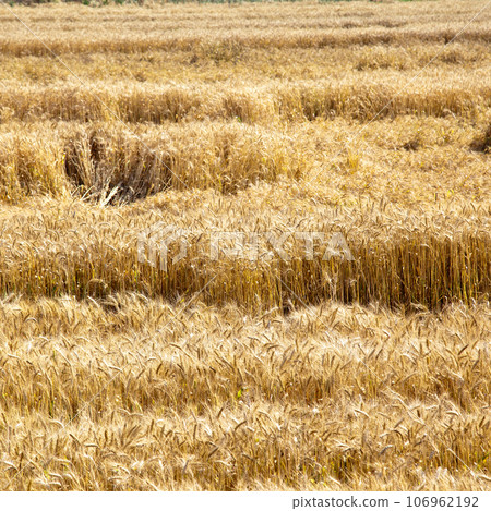 Field of yellow and ripe wheat in sunlight, wheat field at harvest time 106962192