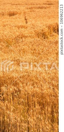 Field of yellow and ripe wheat in sunlight, wheat field at harvest time Field of yellow and ripe wheat in sunlight, wheat field at harvest time 106962213