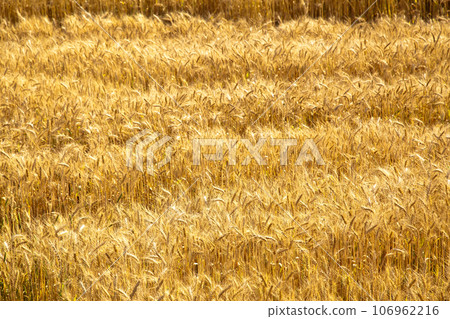 Field of yellow and ripe wheat in sunlight, wheat field at harvest time 106962216