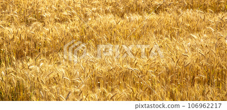 Field of yellow and ripe wheat in sunlight, wheat field at harvest time 106962217