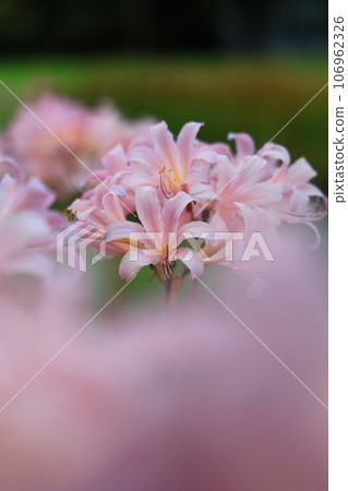 花 花 106962326