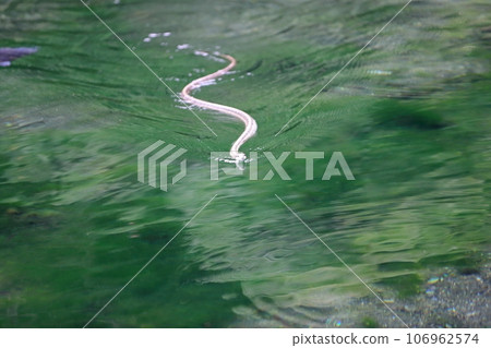 snake crawling on the water surface 106962574