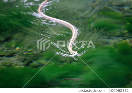 蛇在水面上爬行 106962581
