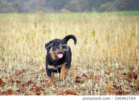 puppy rottweiler in nature 106962594