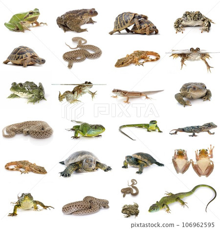 european reptiles and amphibians european reptiles and amphibians 106962595