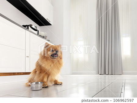 pomeranian in kitchen 106962597