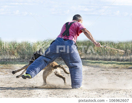 training of belgian shepherd training of belgian shepherd 106962607