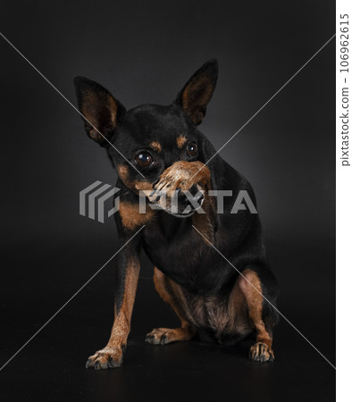 miniature pinscher in studio miniature pinscher in studio 106962615