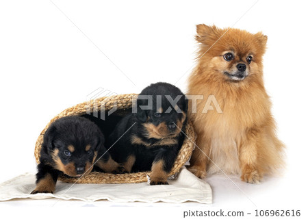 puppy rottweiler and spitz puppy rottweiler and spitz 106962616