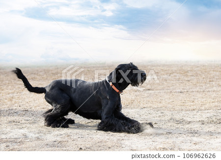 obedience training in a club obedience training in a club 106962626