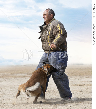 training of belgian shepherd training of belgian shepherd 106962627