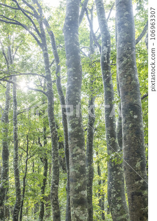 Beech forest with sunlight filtering through the trees Beech forest with sunlight filtering through the trees 106963307