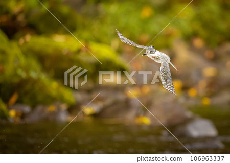 Autumn in Hokkaido, flying cicadas. Autumn in Hokkaido, flying cicadas. 106963337