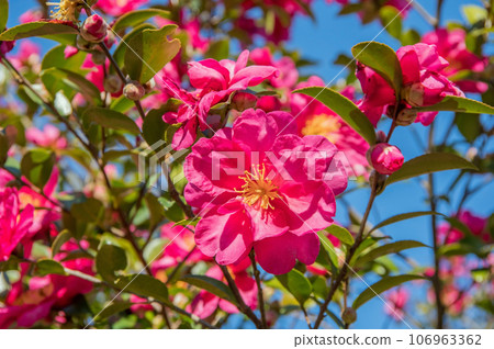 Winter flower [Sasanqua] 106963362