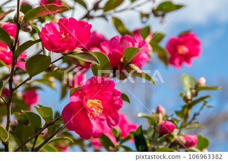 冬花【茶梅】 106963382