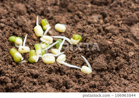 Plant seedlings on the ground and sunlight with copy space for use 106963844